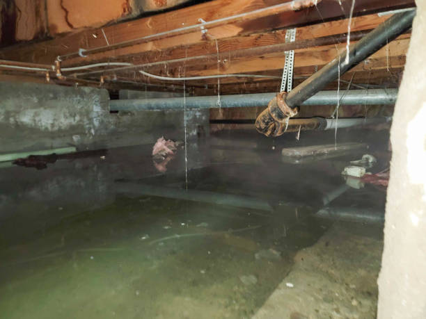 Best Sewage cleanup and water damage restoration  in Kachina Village, AZ